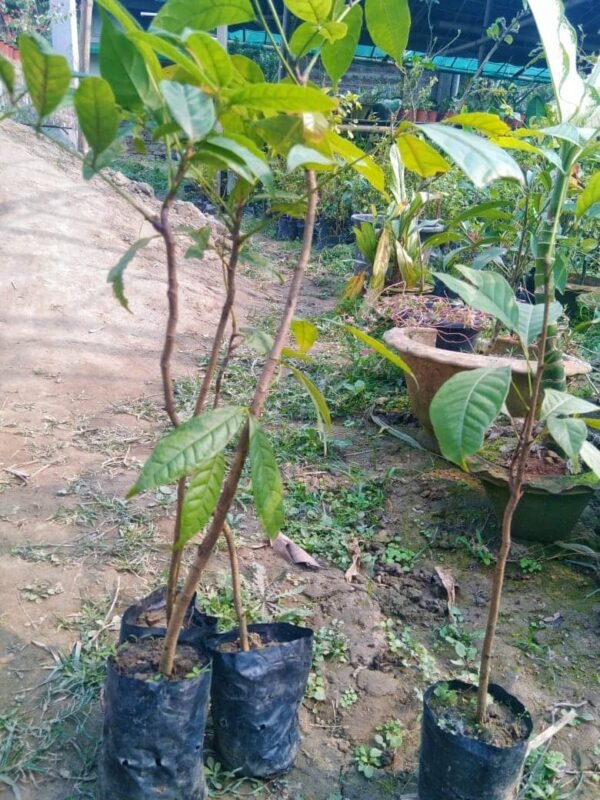 African mahogany plant